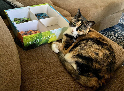 Lila, a calico cat, cozies up to the open box of Photosynthesis the game, looking at the camera. 